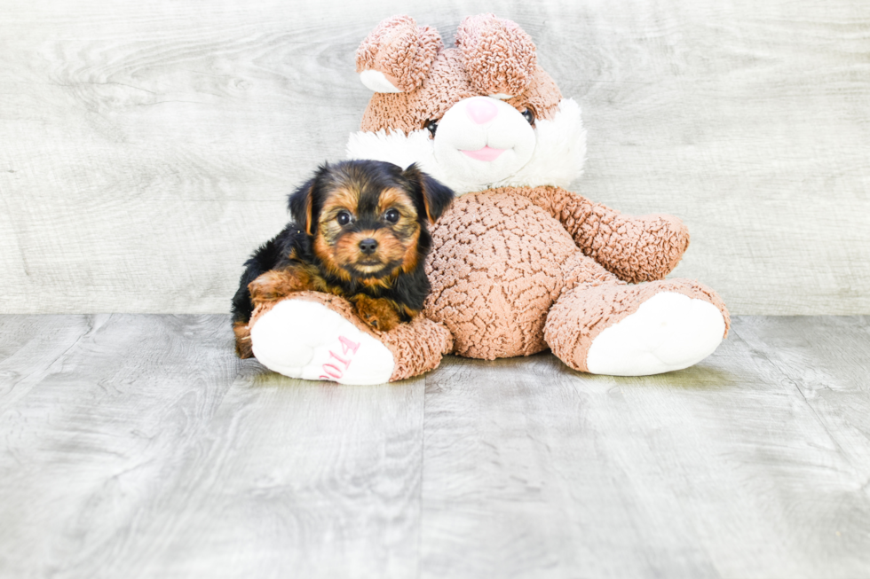 Meet Izzie - our Yorkshire Terrier Puppy Photo 