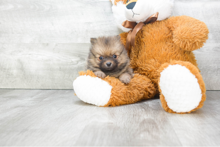 Playful Pomeranian Baby