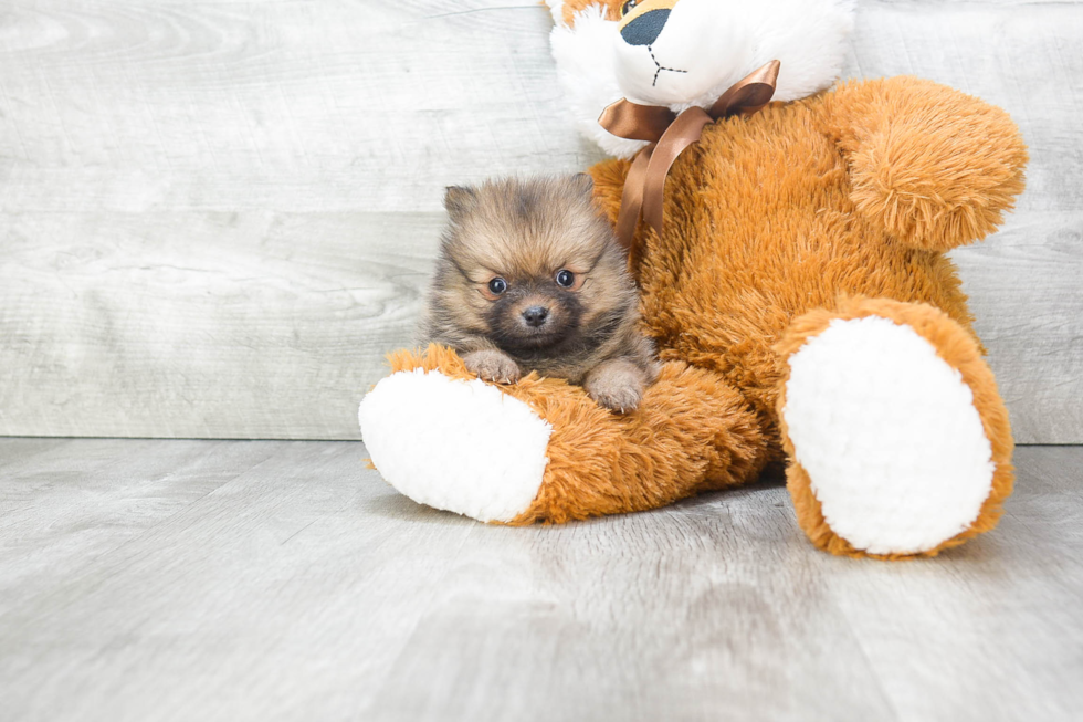 Playful Pomeranian Baby