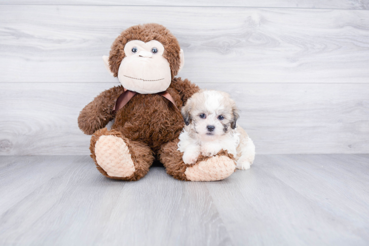 Teddy Bear Pup Being Cute