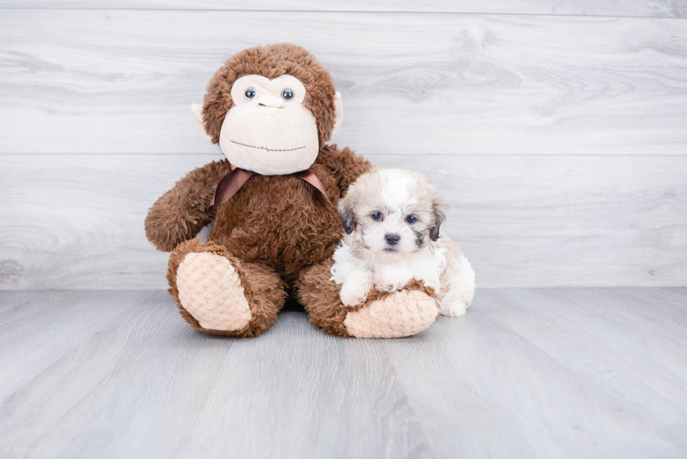Teddy Bear Pup Being Cute