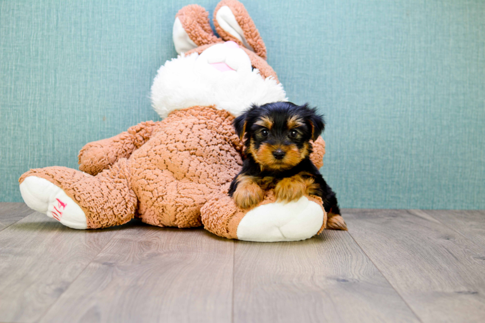 Meet Izzie - our Yorkshire Terrier Puppy Photo 