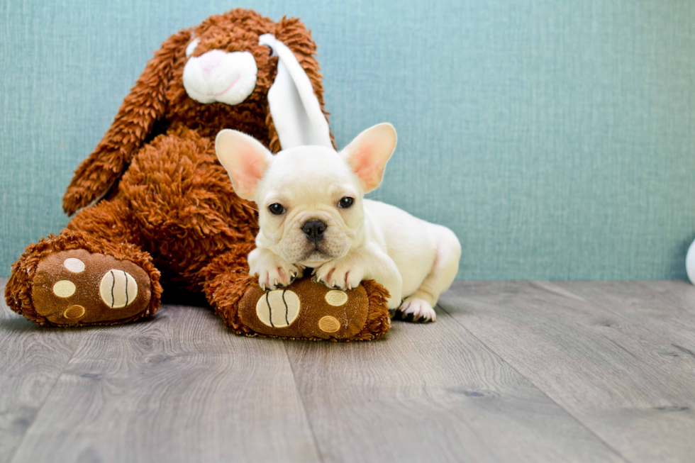 French Bulldog Puppy for Adoption