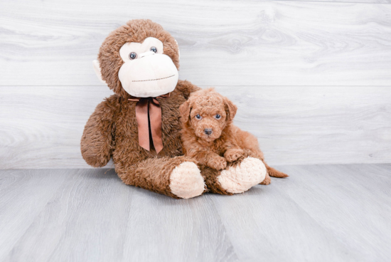 Petite Mini Goldendoodle Poodle Mix Pup