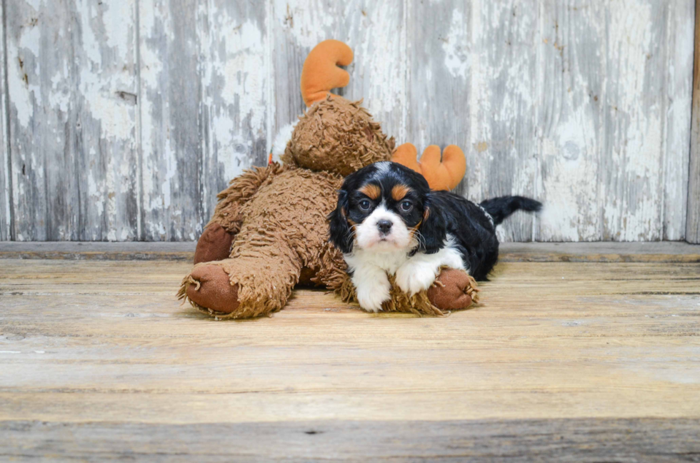 Popular Cavalier King Charles Spaniel Baby