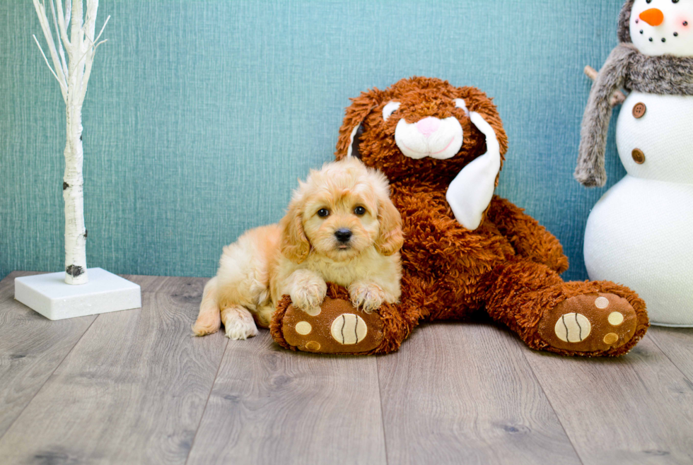 Hypoallergenic Cavoodle Poodle Mix Puppy