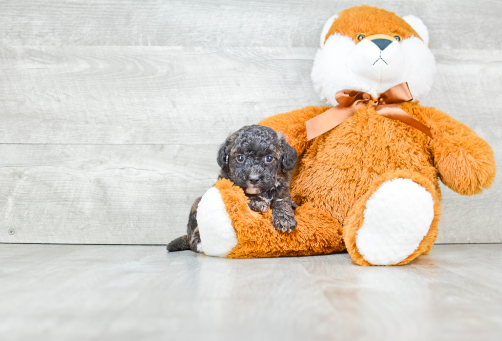 Energetic Maltese Poodle Poodle Mix Puppy