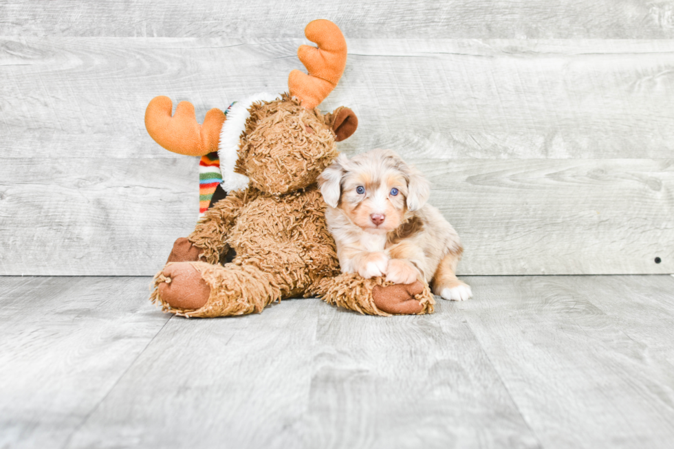 Mini Aussiedoodle Pup Being Cute