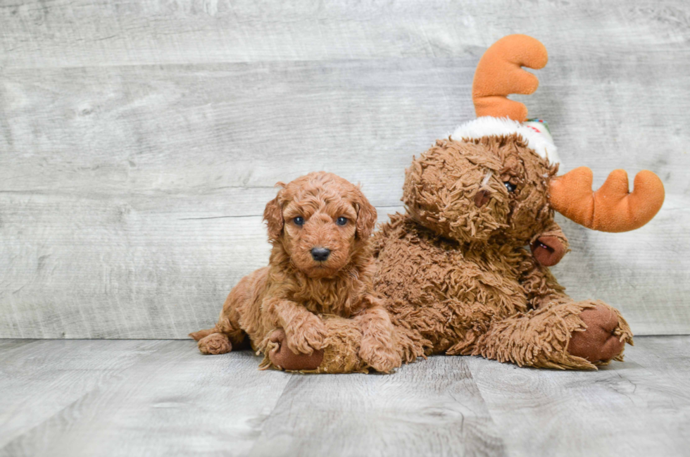 Mini Goldendoodle Pup Being Cute