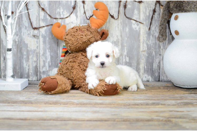 Sweet Bichon Frise Purebred Puppy