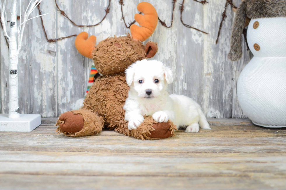 Sweet Bichon Frise Purebred Puppy