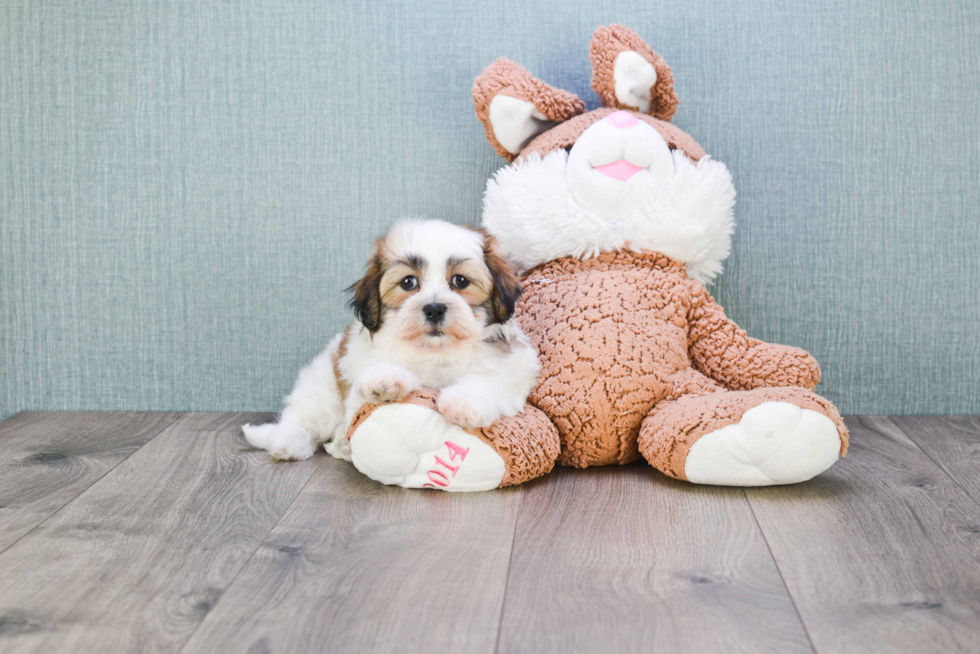 Teddy Bear Pup Being Cute