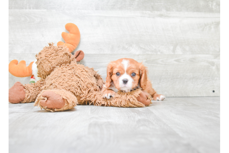 Cavalier King Charles Spaniel Puppy for Adoption