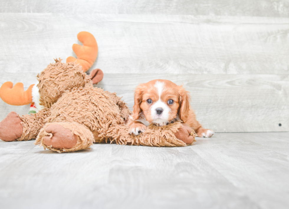 Cavalier King Charles Spaniel Puppy for Adoption