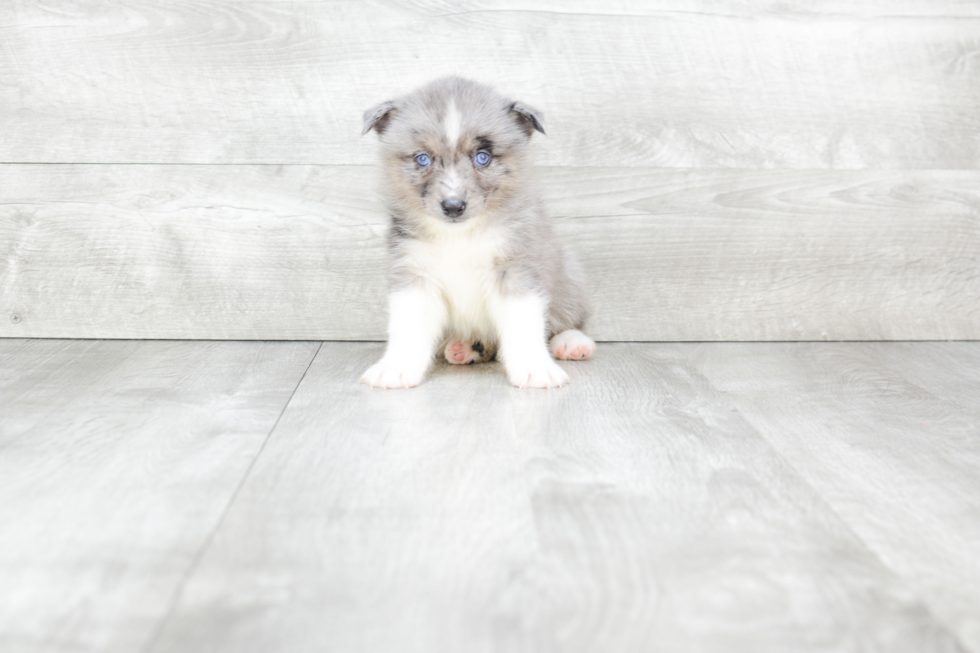 Pomsky Pup Being Cute