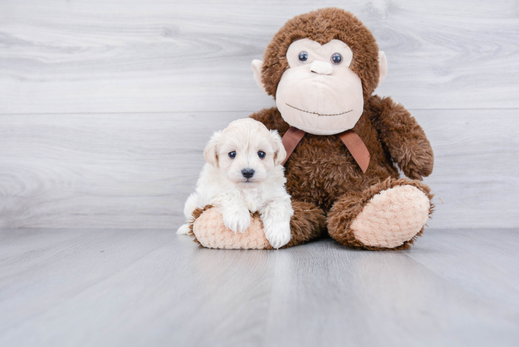 Funny Maltipoo Poodle Mix Pup