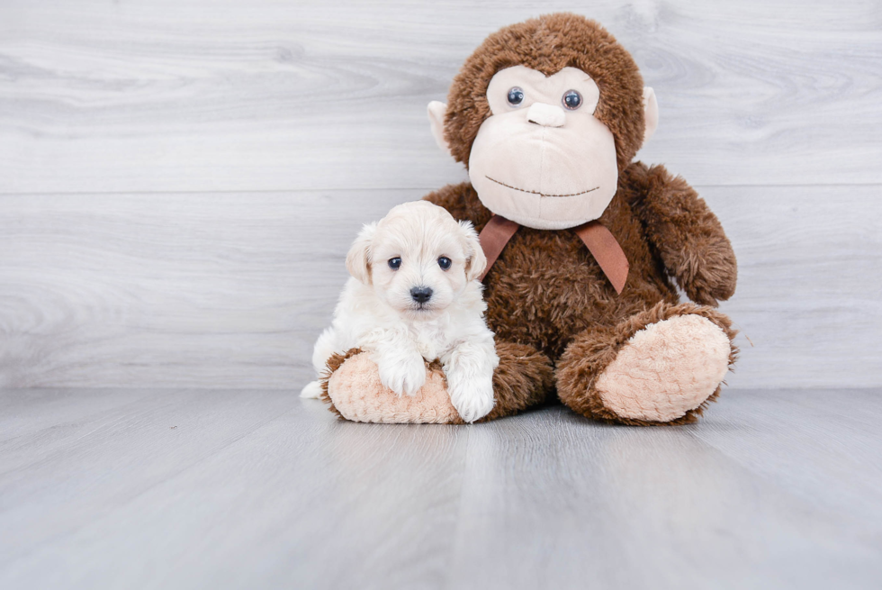 Funny Maltipoo Poodle Mix Pup