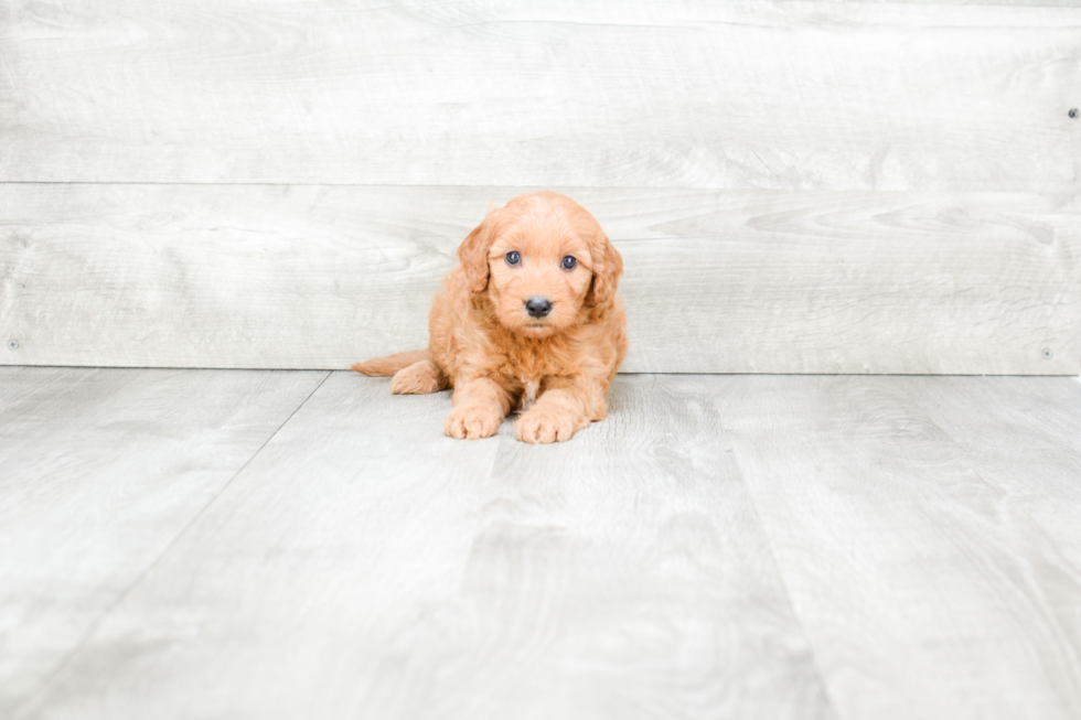 Funny Mini Goldendoodle Poodle Mix Pup