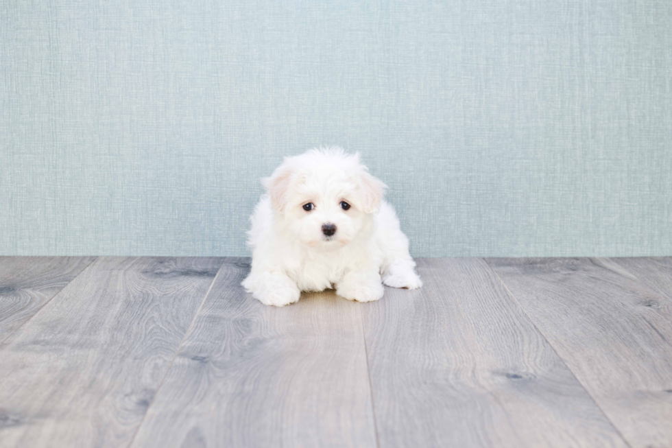 Sweet Maltese Purebred Puppy