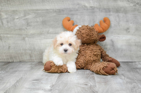 Maltipoo Puppy for Adoption