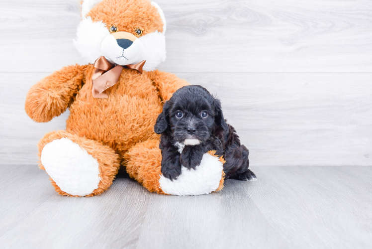 Playful Cavoodle Poodle Mix Puppy