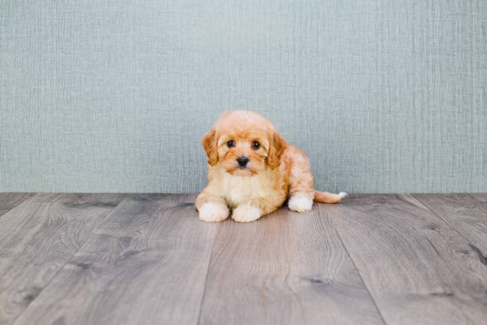 Best Cavapoo Baby