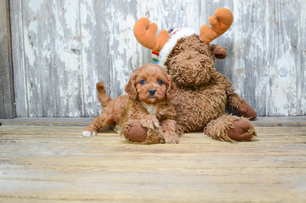 Best Cavapoo Baby