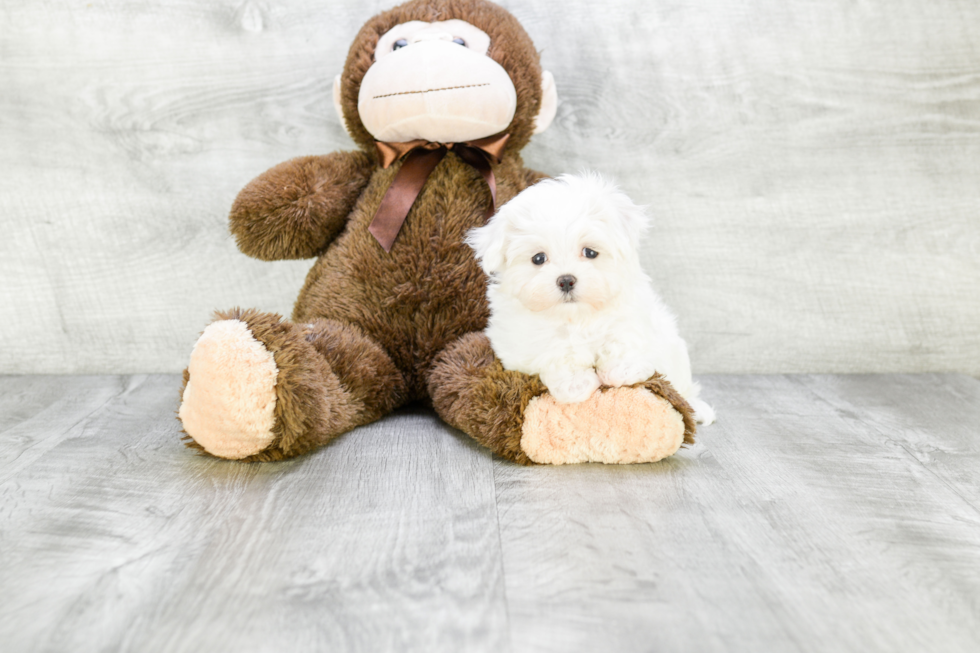 Happy Maltese Purebred Puppy