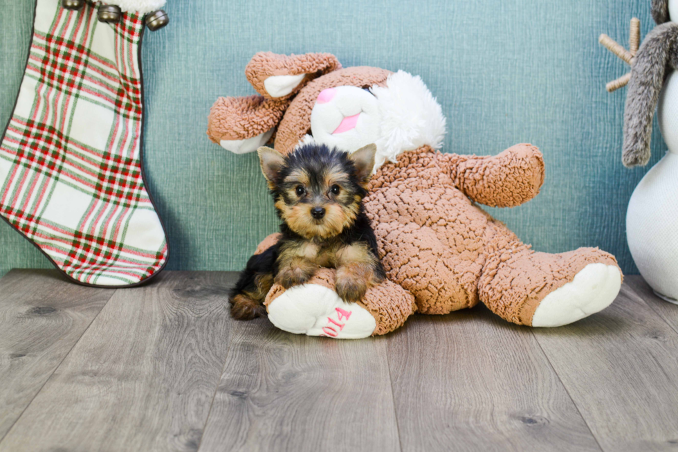 Meet Lisa - our Yorkshire Terrier Puppy Photo 