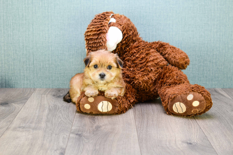 Morkie Pup Being Cute