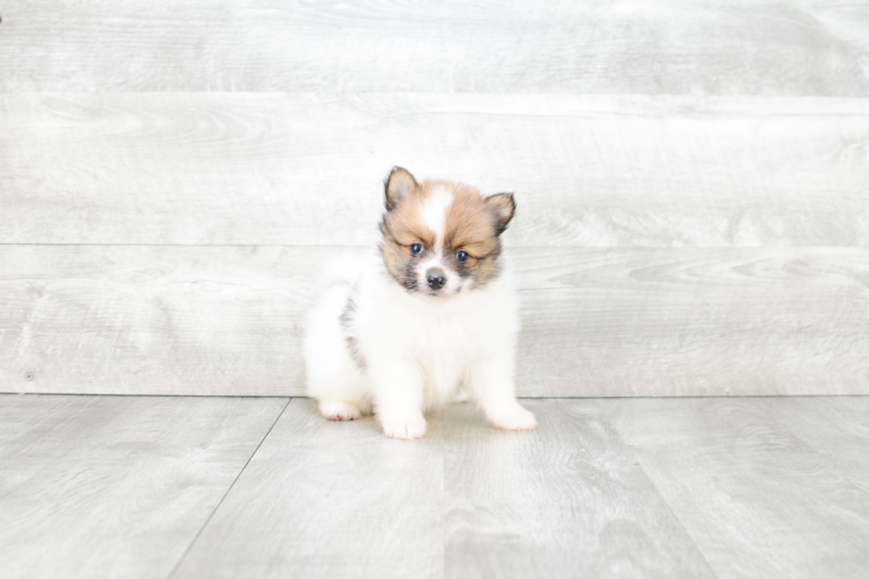 Pomeranian Puppy for Adoption