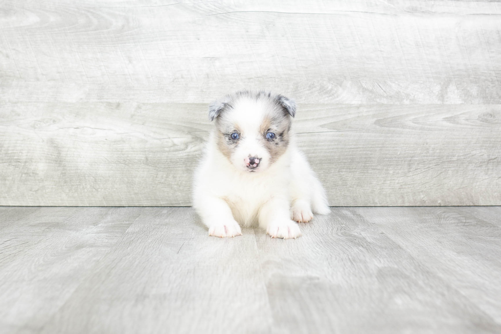 Energetic Mini Husky Designer Puppy