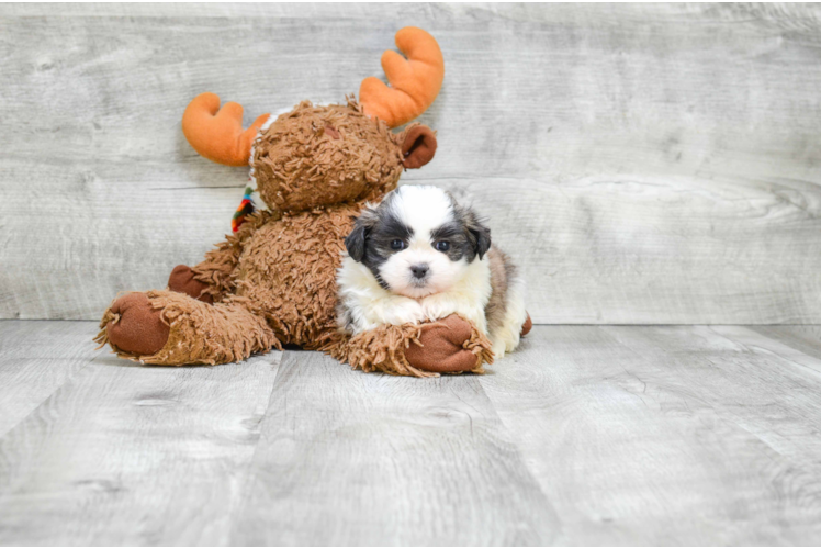 Happy Teddy Bear Baby