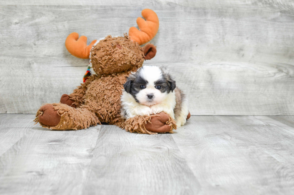 Happy Teddy Bear Baby