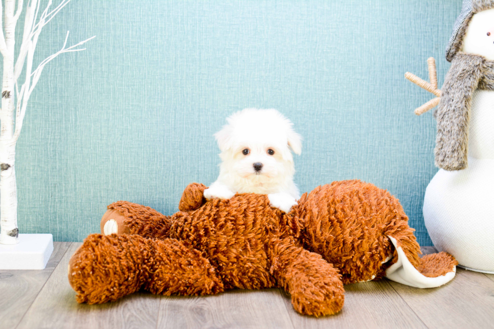 Meet Teacup-Madison - our Maltese Puppy Photo 