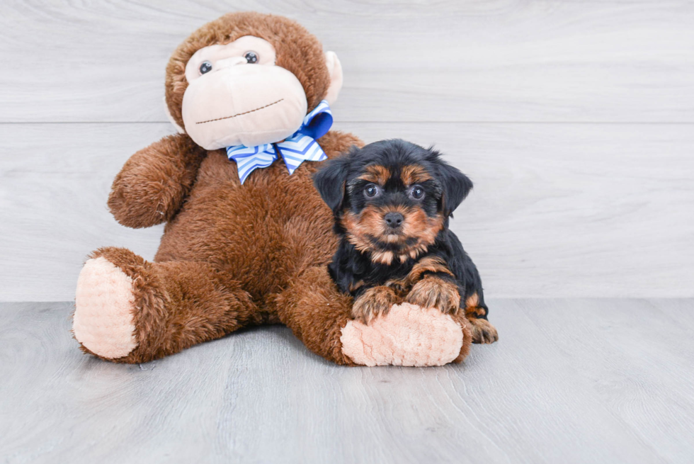 Meet Snickers - our Yorkshire Terrier Puppy Photo 