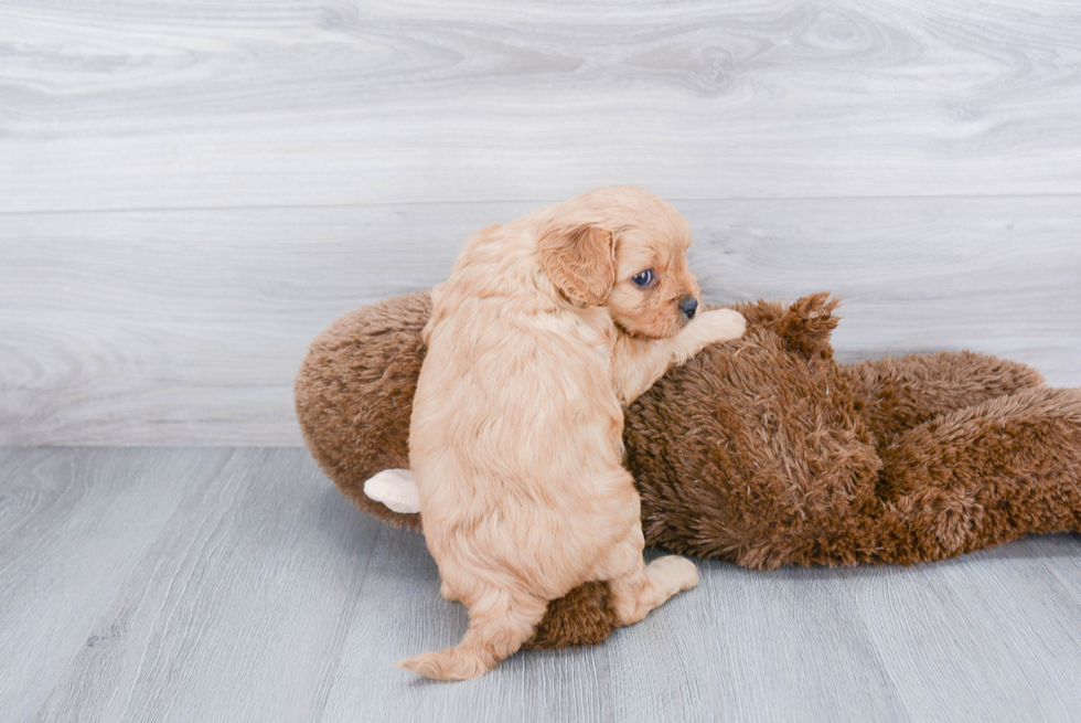 Petite Cavapoo Poodle Mix Pup