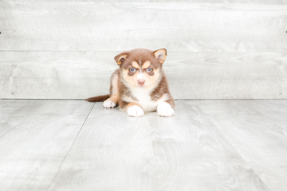 Little Mini Husky Designer Puppy