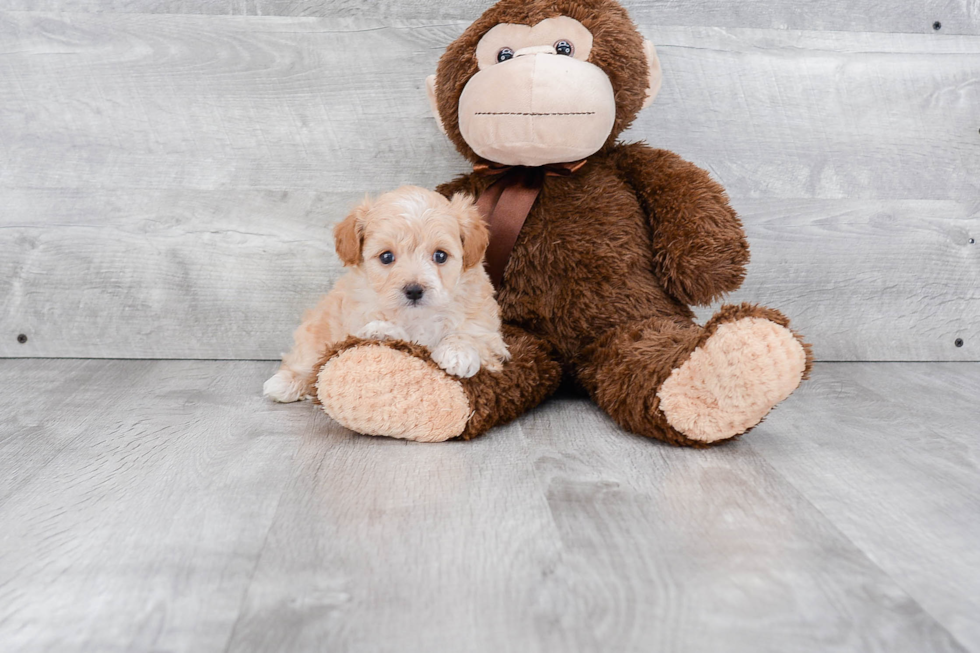 Smart Maltipoo Poodle Mix Pup