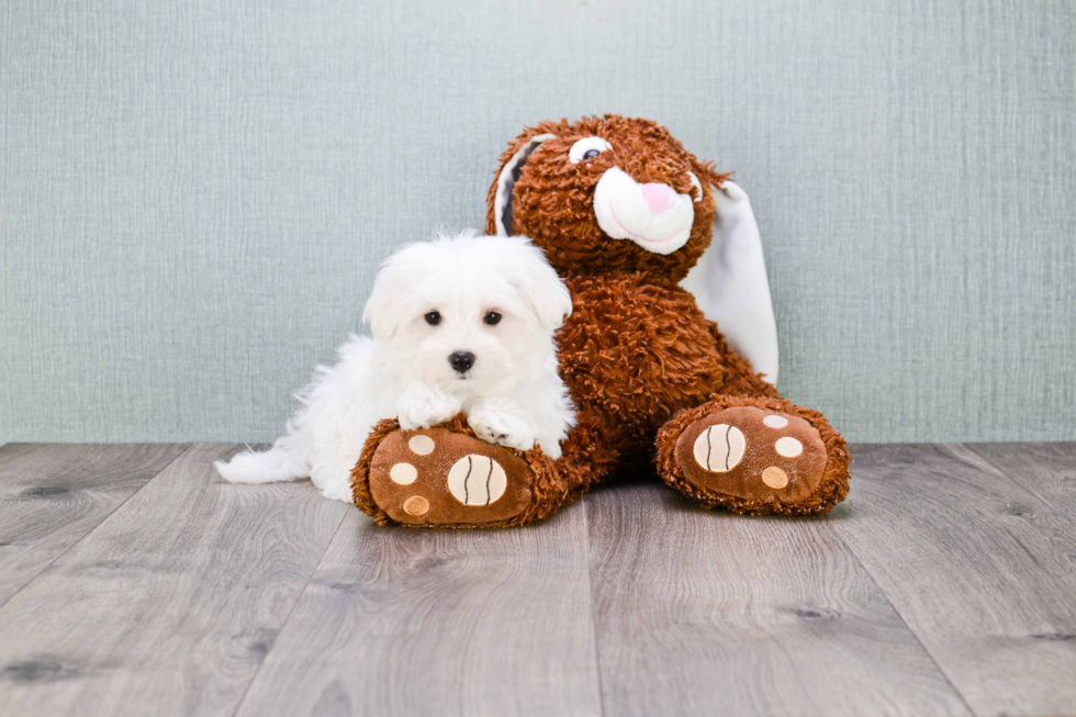 Maltese Pup Being Cute