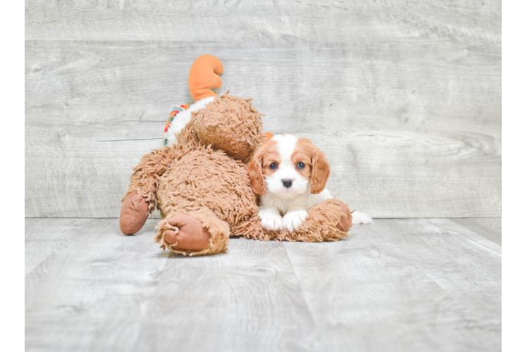 Sweet Cavalier King Charles Spaniel Purebred Puppy