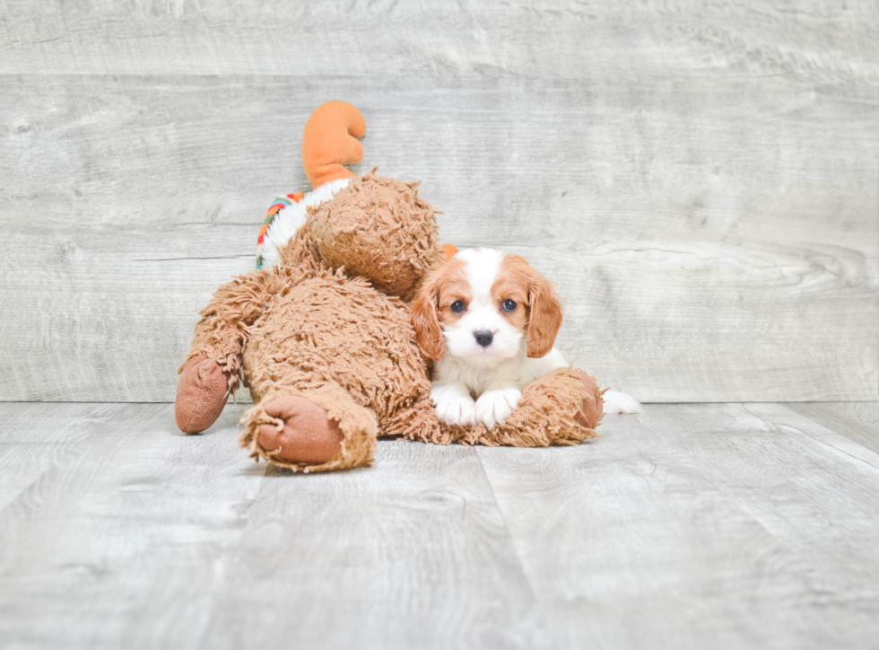 Sweet Cavalier King Charles Spaniel Purebred Puppy