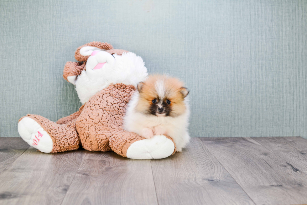 Best Pomeranian Baby