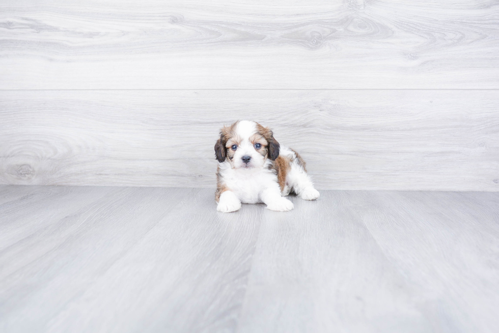 Cavachon Pup Being Cute