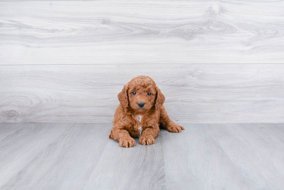 Happy Mini Goldendoodle Baby