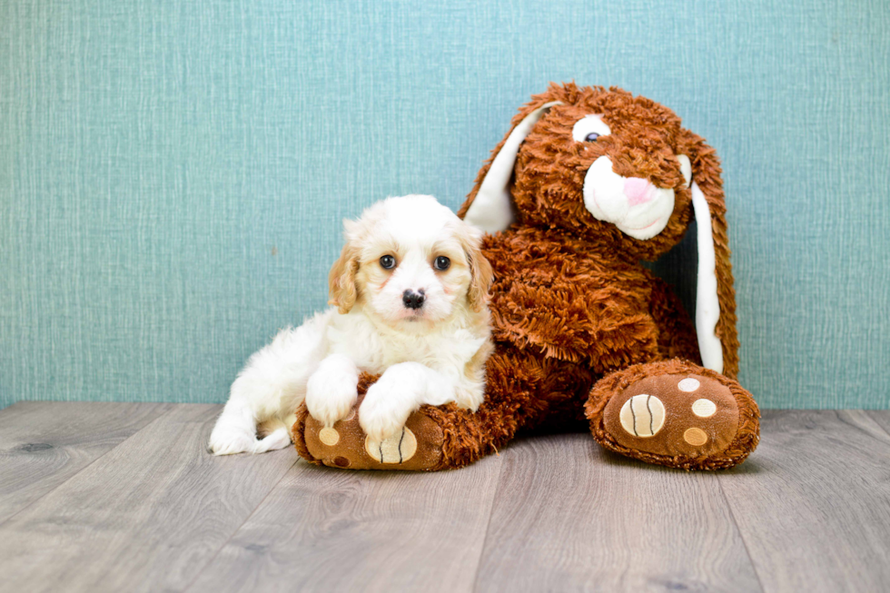 Sweet Cavachon Baby