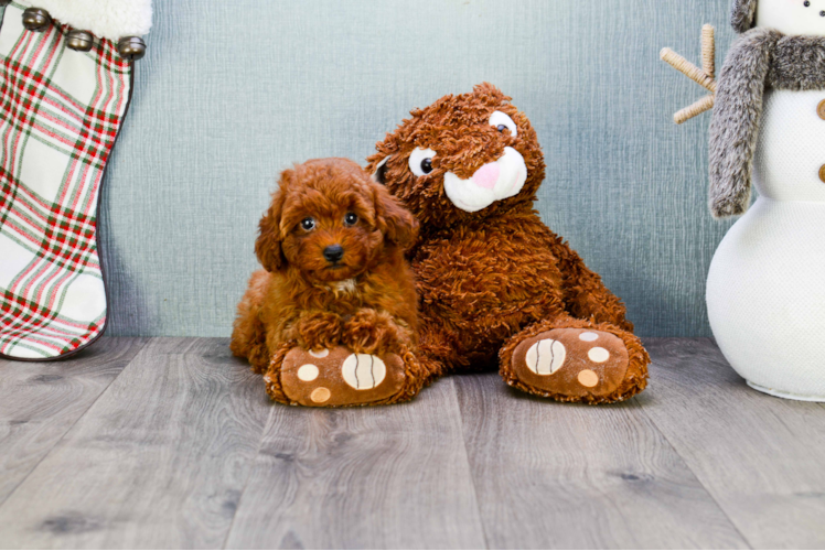 Fluffy Cavapoo Poodle Mix Pup