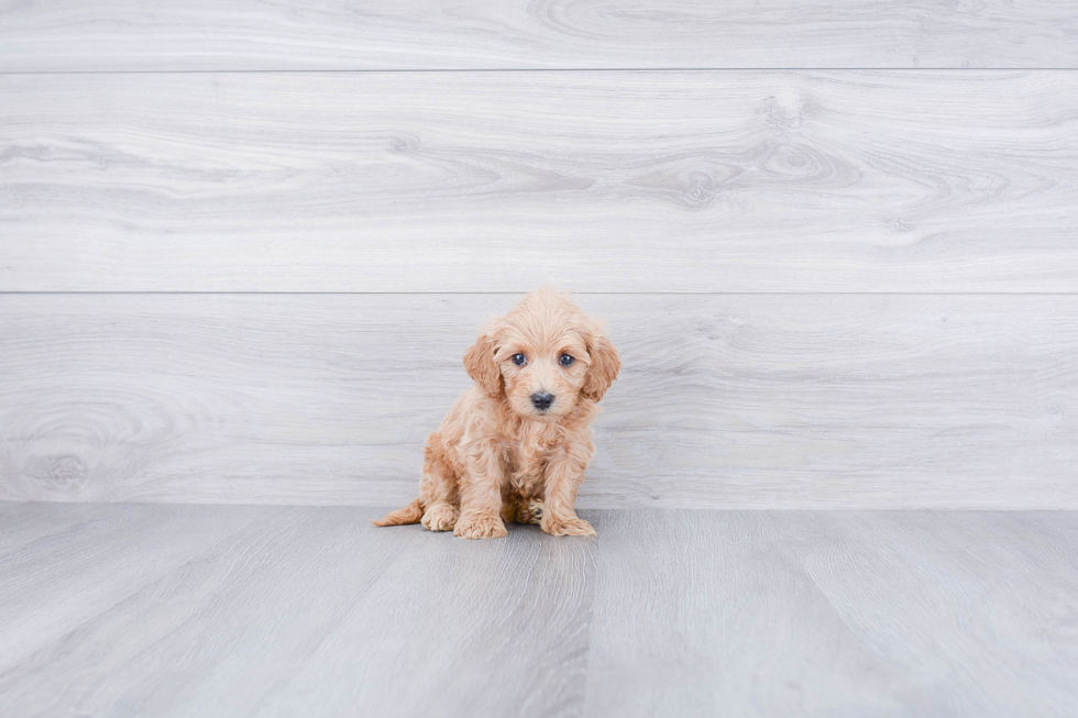 Hypoallergenic Golden Retriever Poodle Mix Puppy