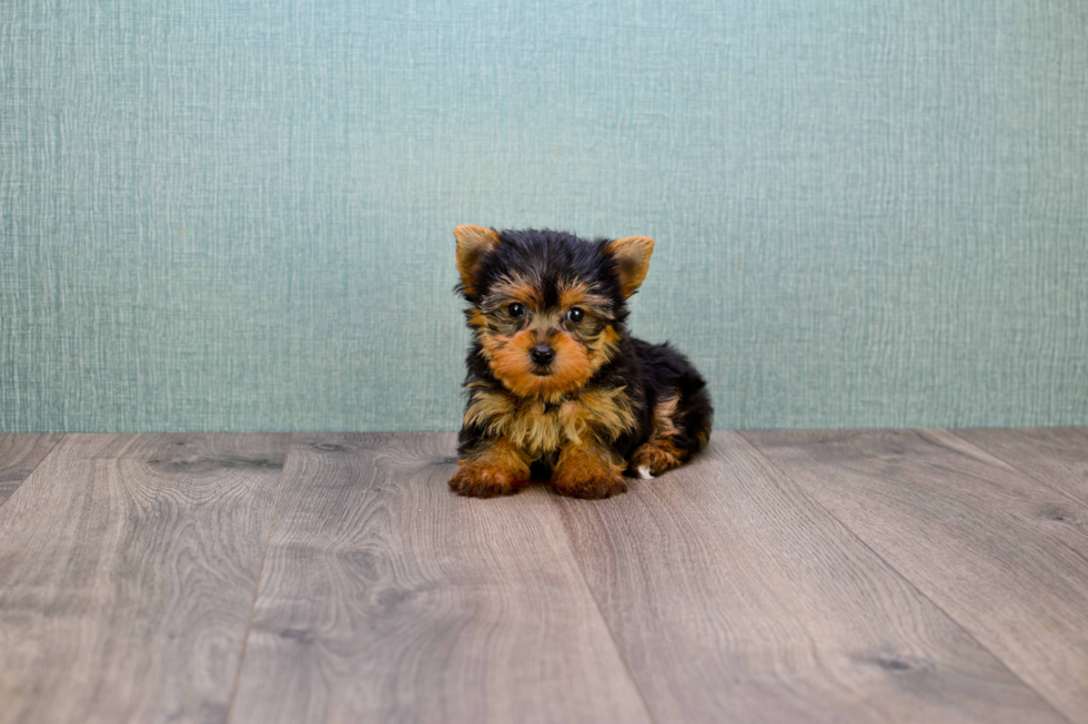 Meet Tinkerbell - our Yorkshire Terrier Puppy Photo 