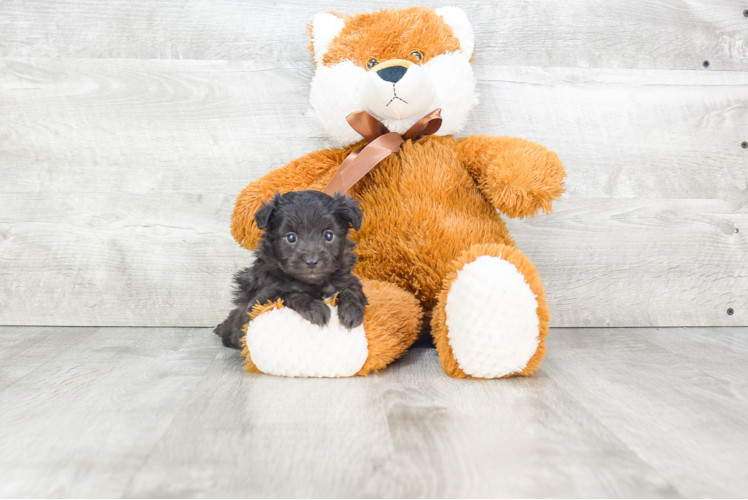 Mini Aussiedoodle Pup Being Cute